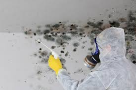 Best Environmental Consulting for Mold Prevention  in Palmyra, MO